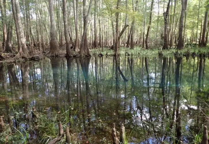 Ruth B. Kirby Gilchrist Blue Springs State Park
