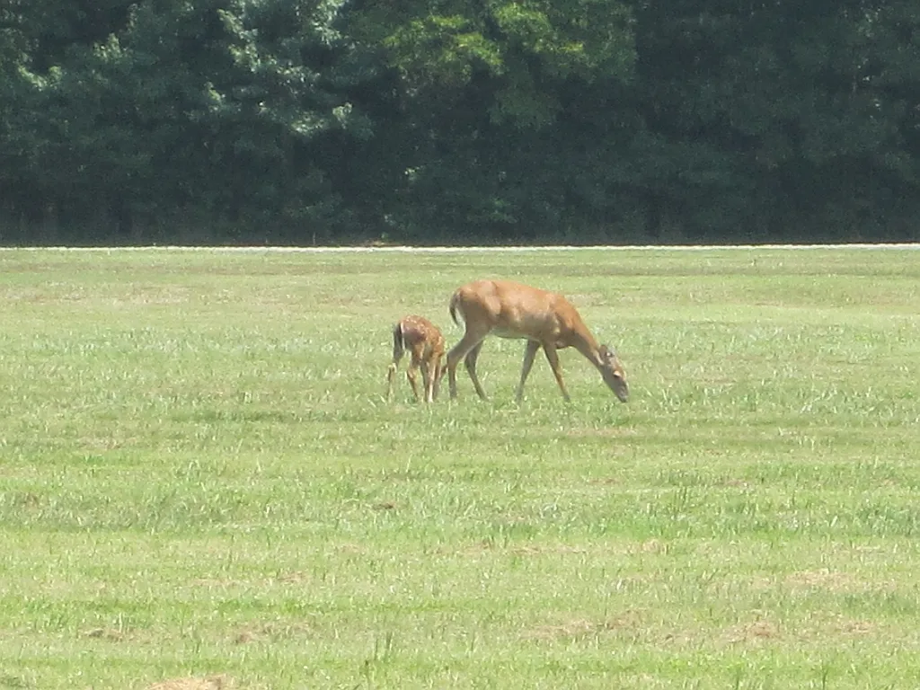 Village Creek State Park
