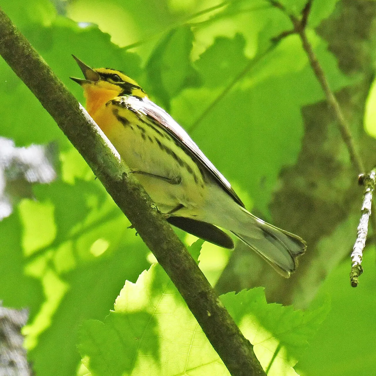 New Germany State Park