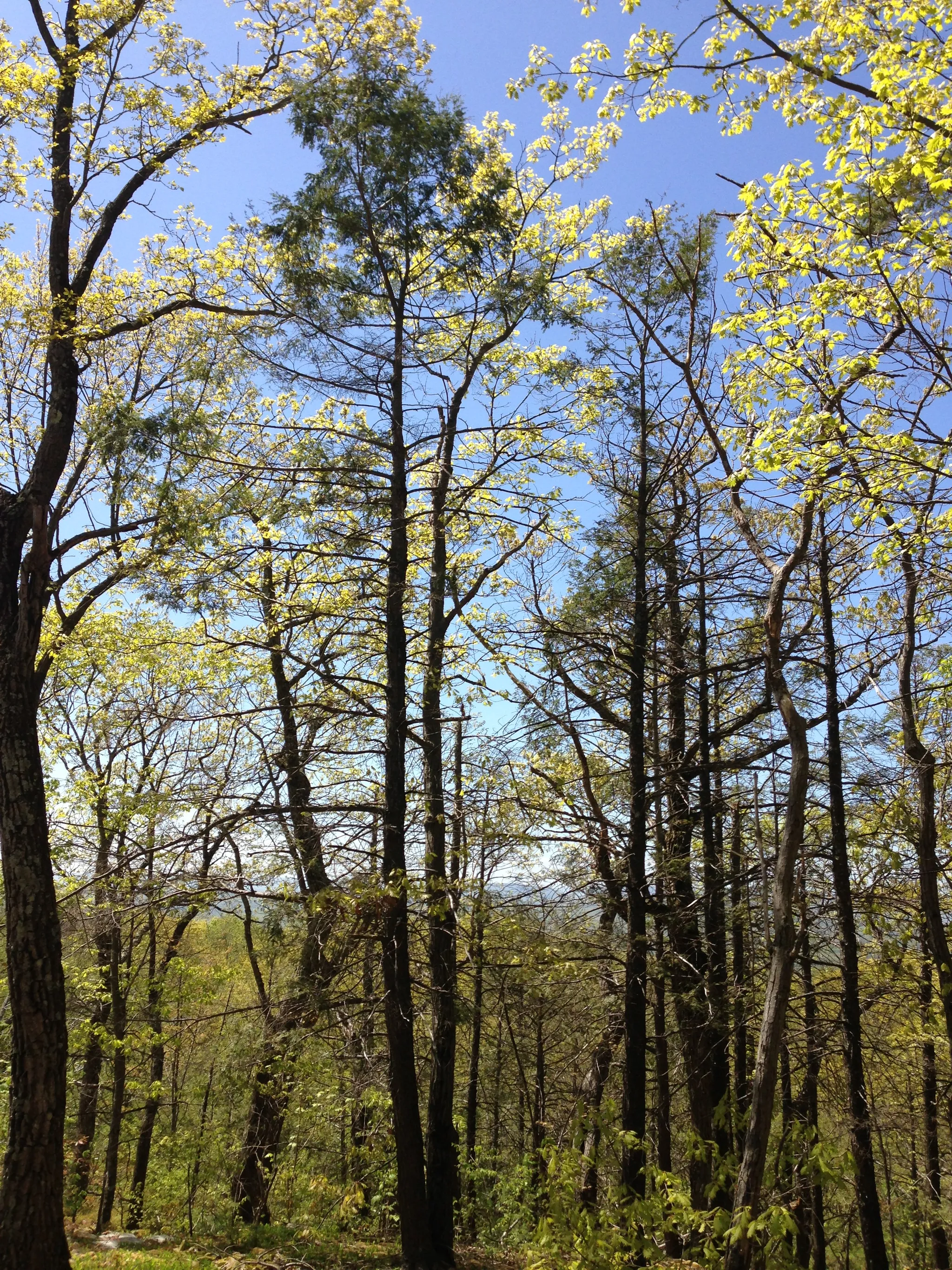 Jenny Jump Campground