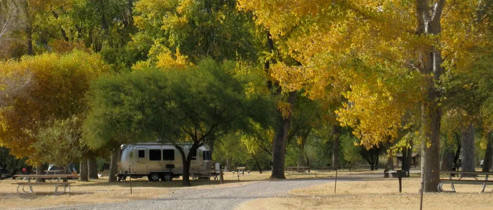 Cottonwood (Big Bend, Tx)