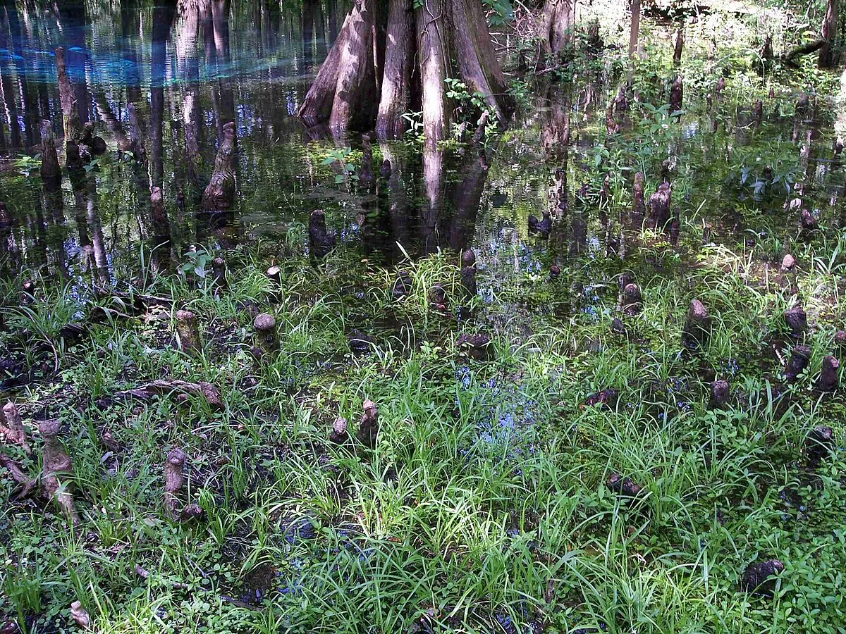Ruth B. Kirby Gilchrist Blue Springs State Park