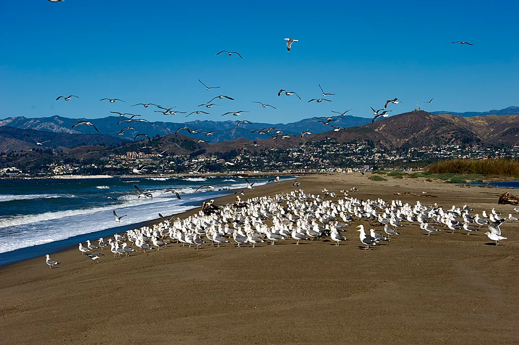 Mcgrath State Beach Campground