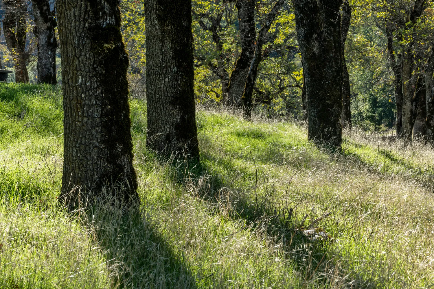 Oak Point Campground