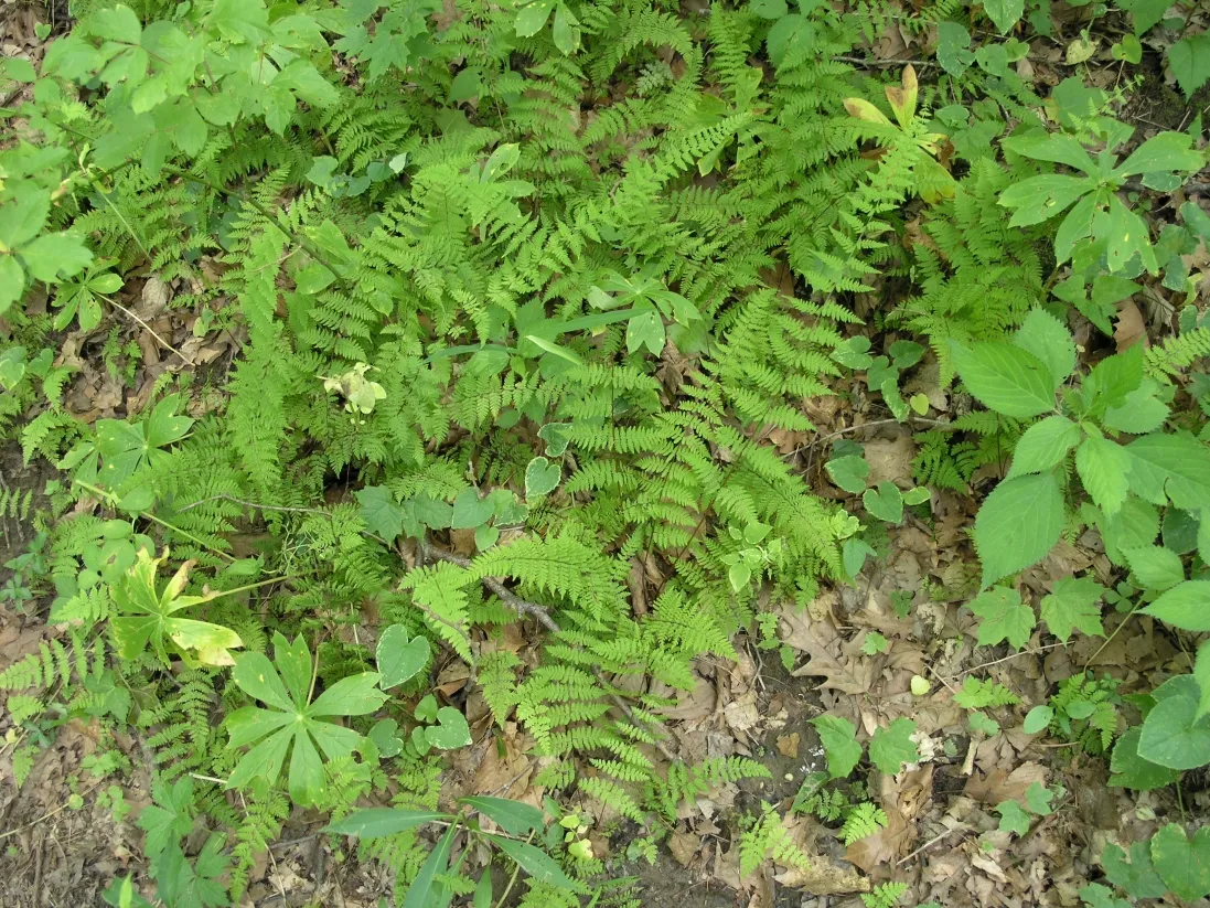 Shades State Park