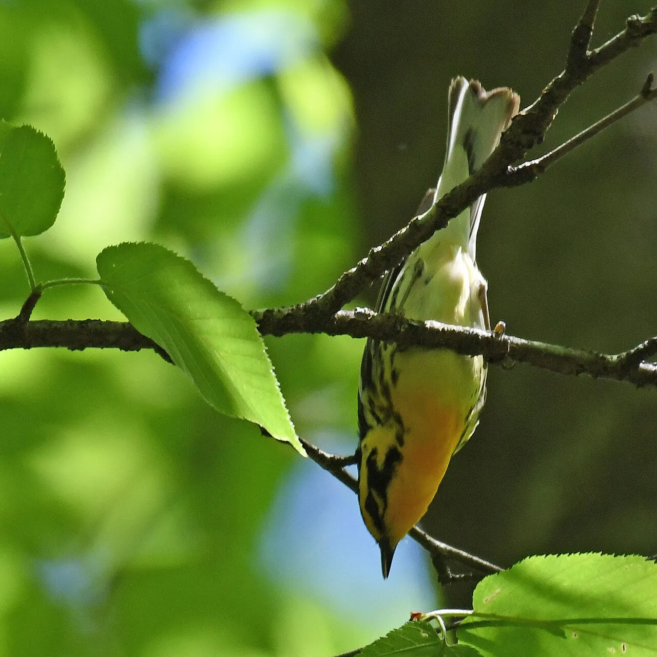 New Germany State Park