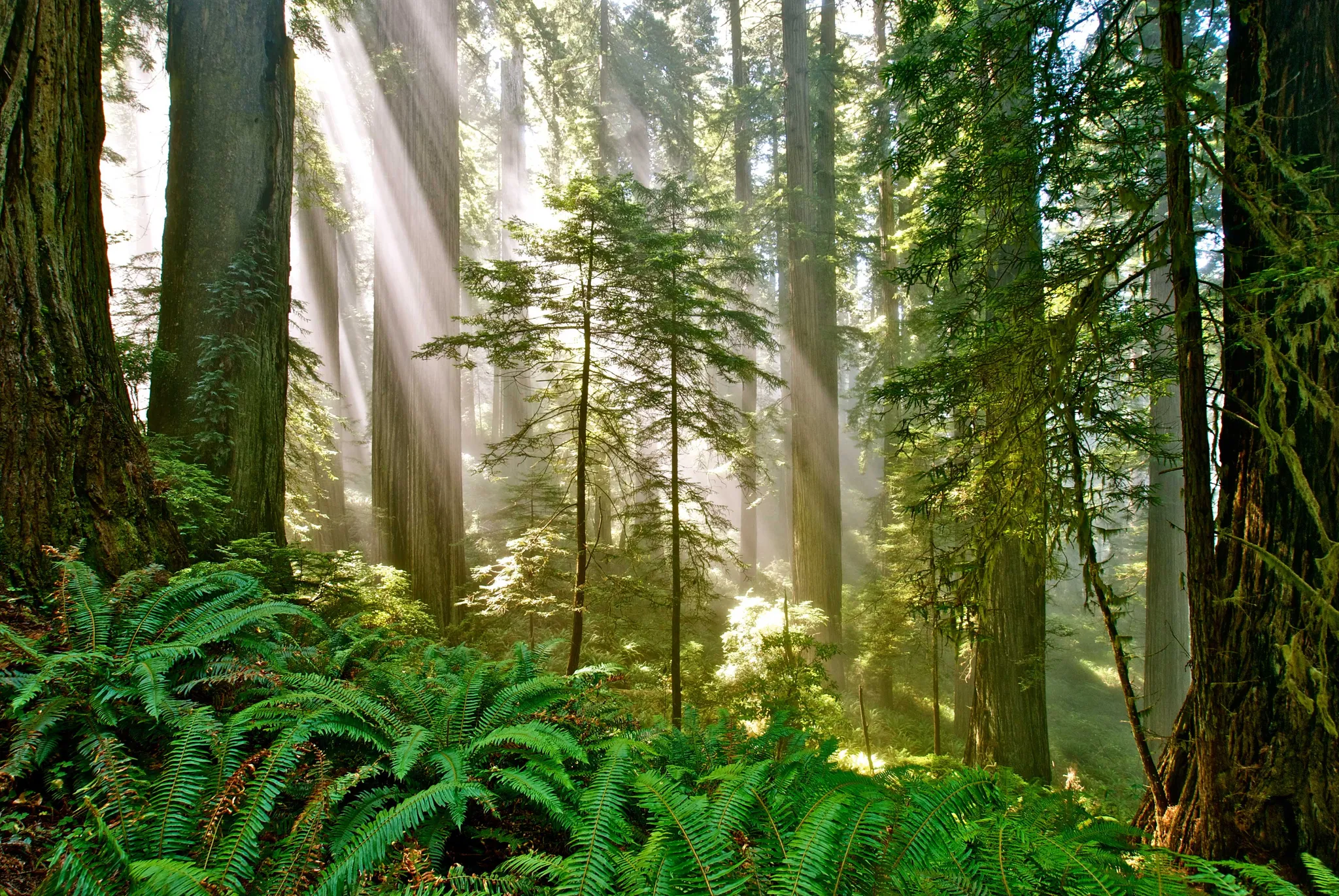 Del Norte Coast Redwood State Park Mill Creek Campground