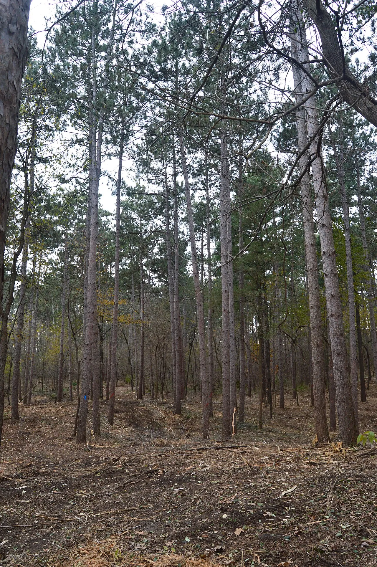 Kettle Moraine State Forest - Southern Unit