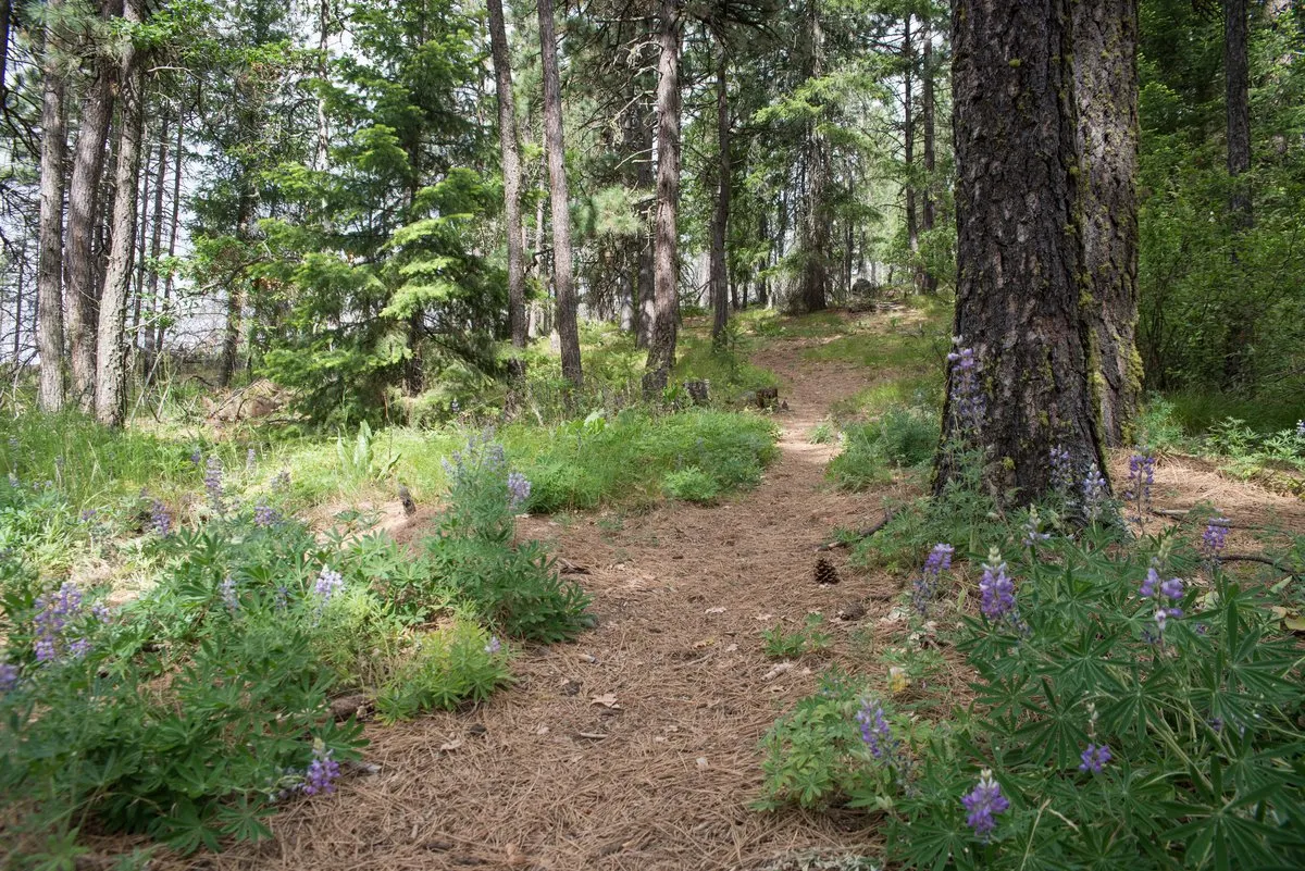 Brooks Memorial State Park