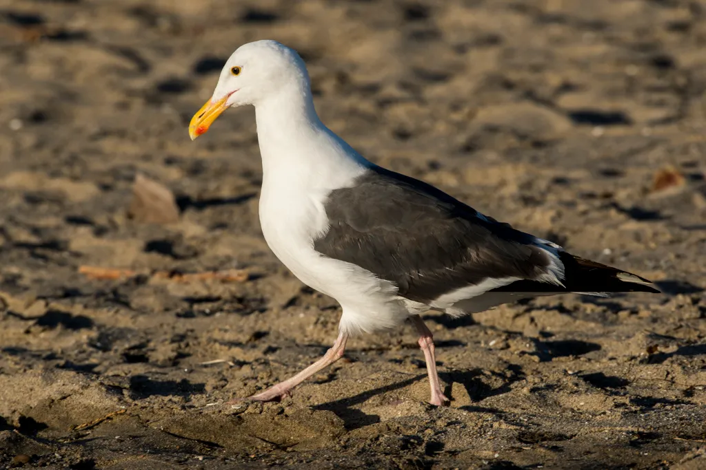 Seacliff State Beach Campground