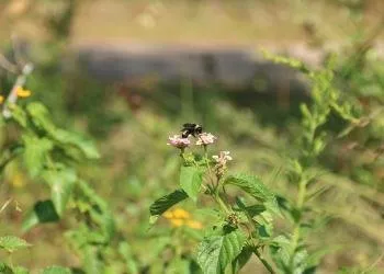 Butterfly Garden