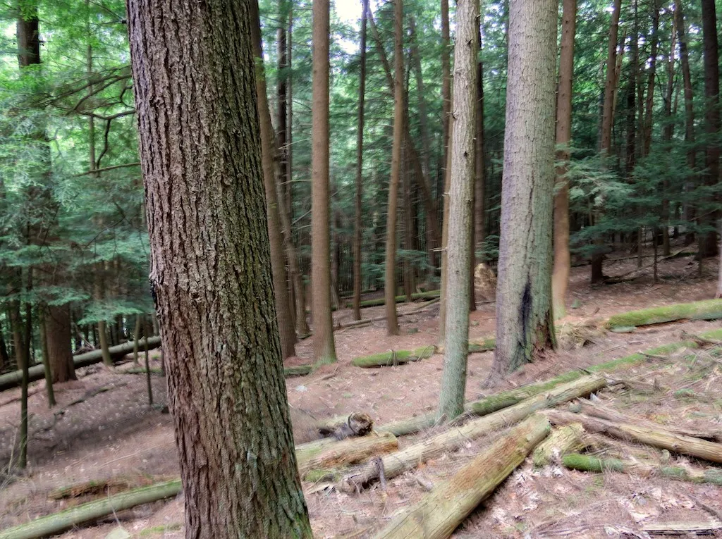 Cook Forest State Park