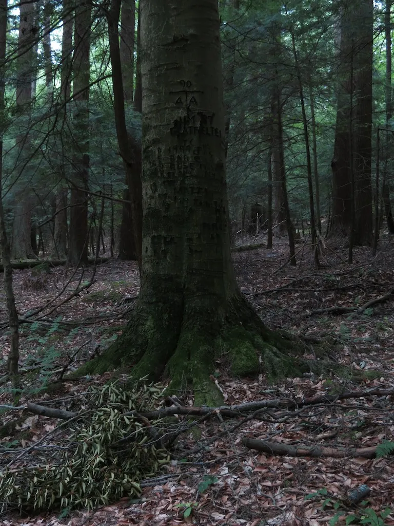Cook Forest State Park