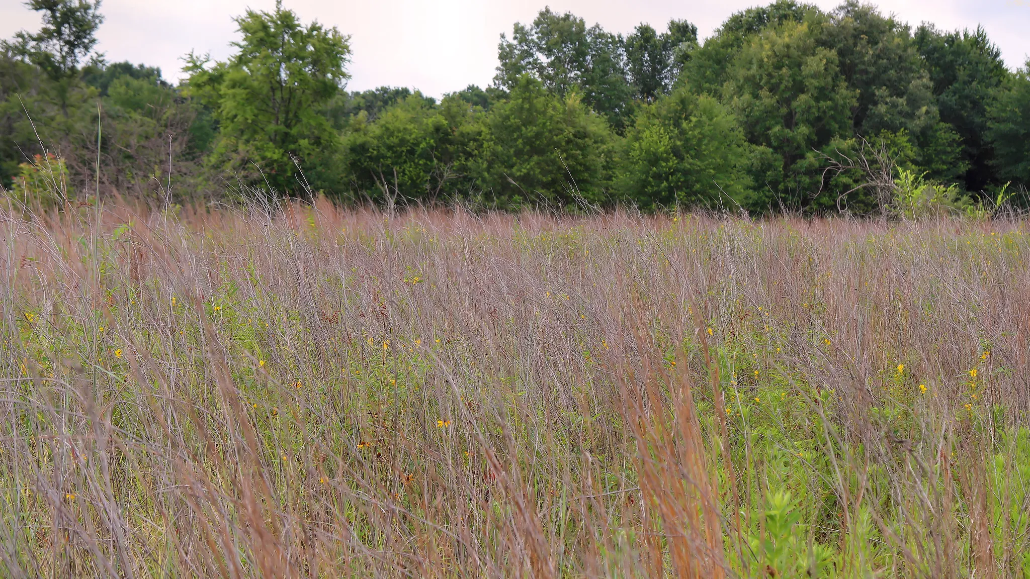Purtis Creek State Park