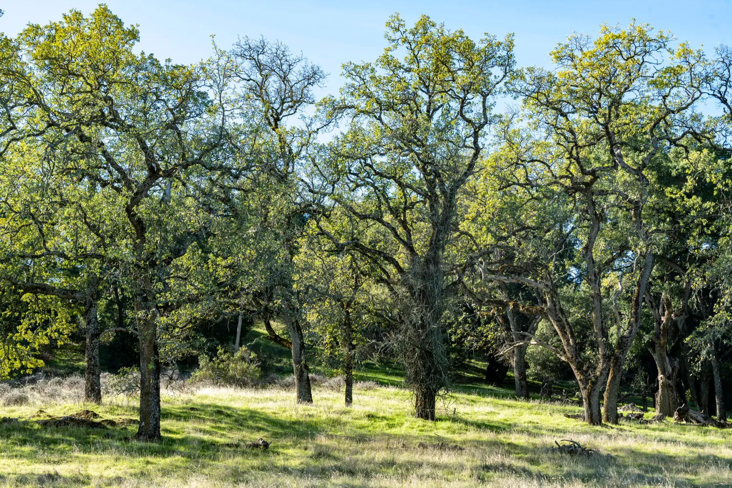 Oak Point Campground