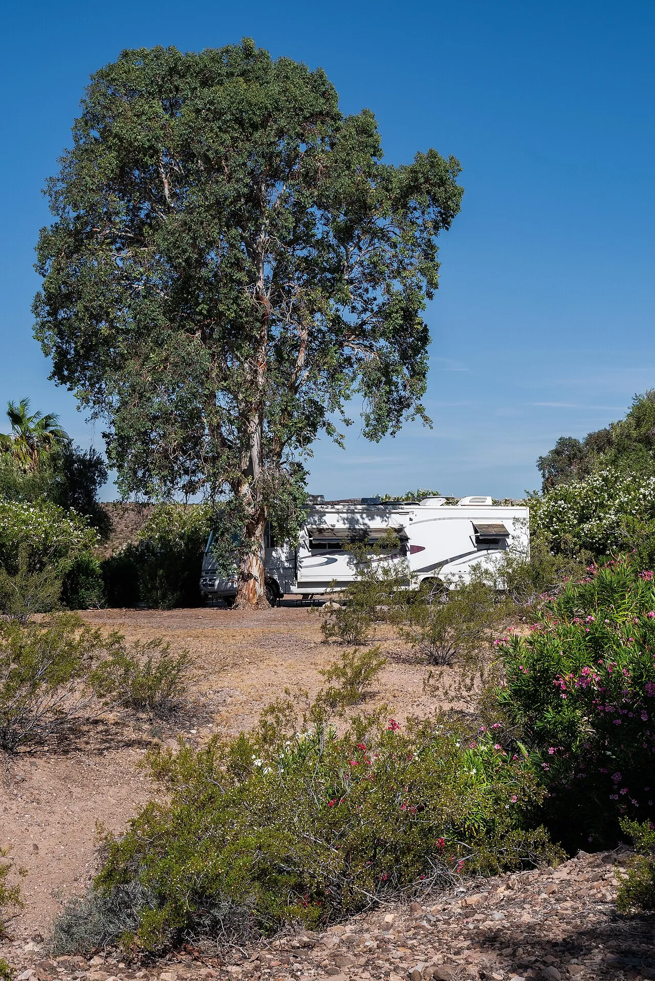 Cottonwood Cove Rv Park