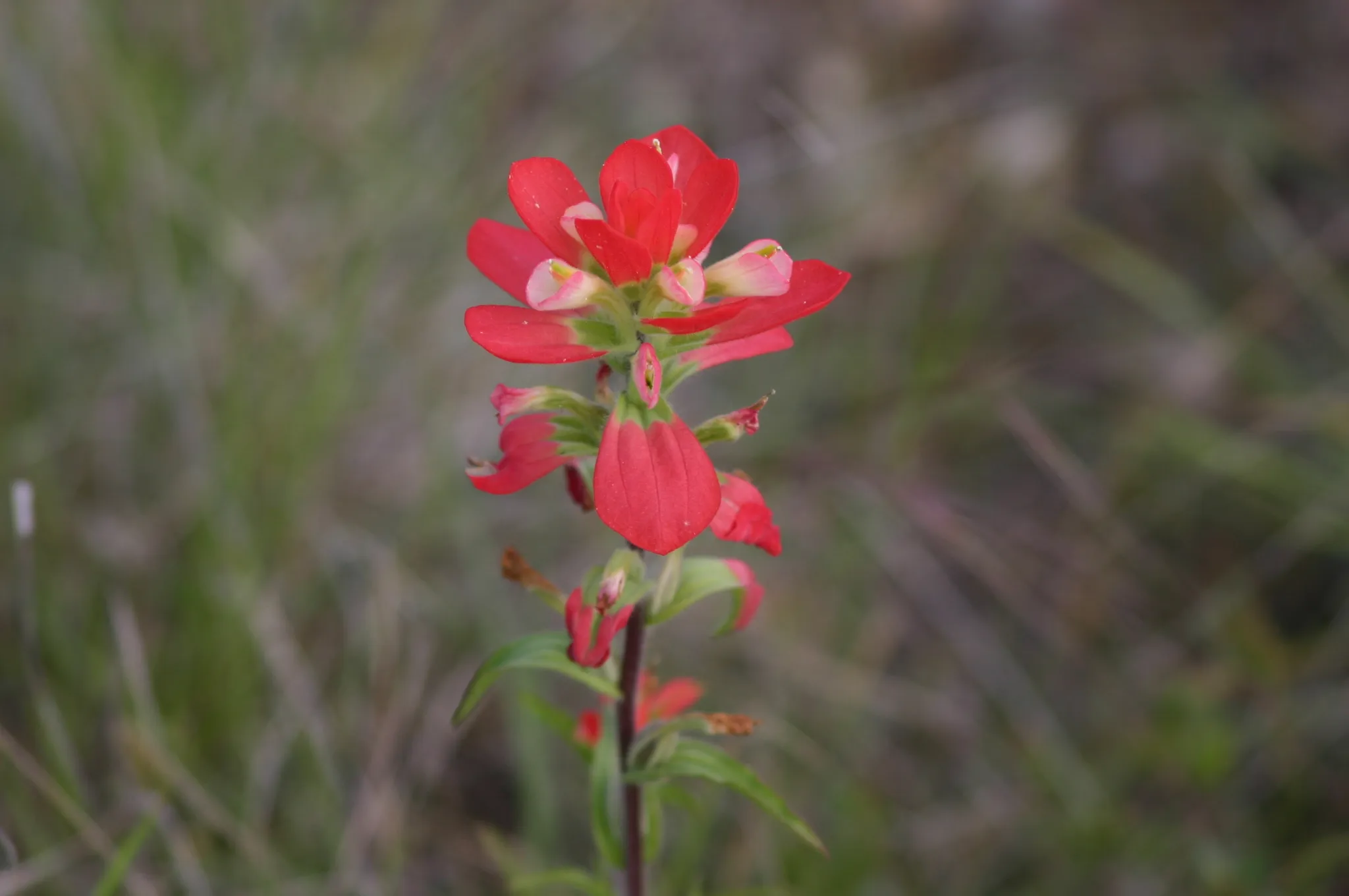 Colorado Bend State Park