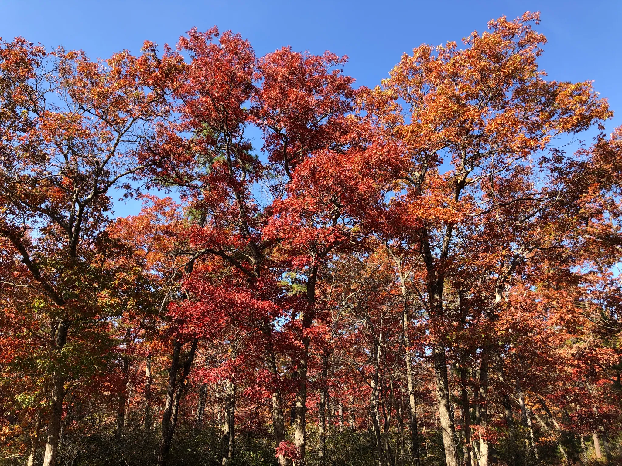 Bass River Campground