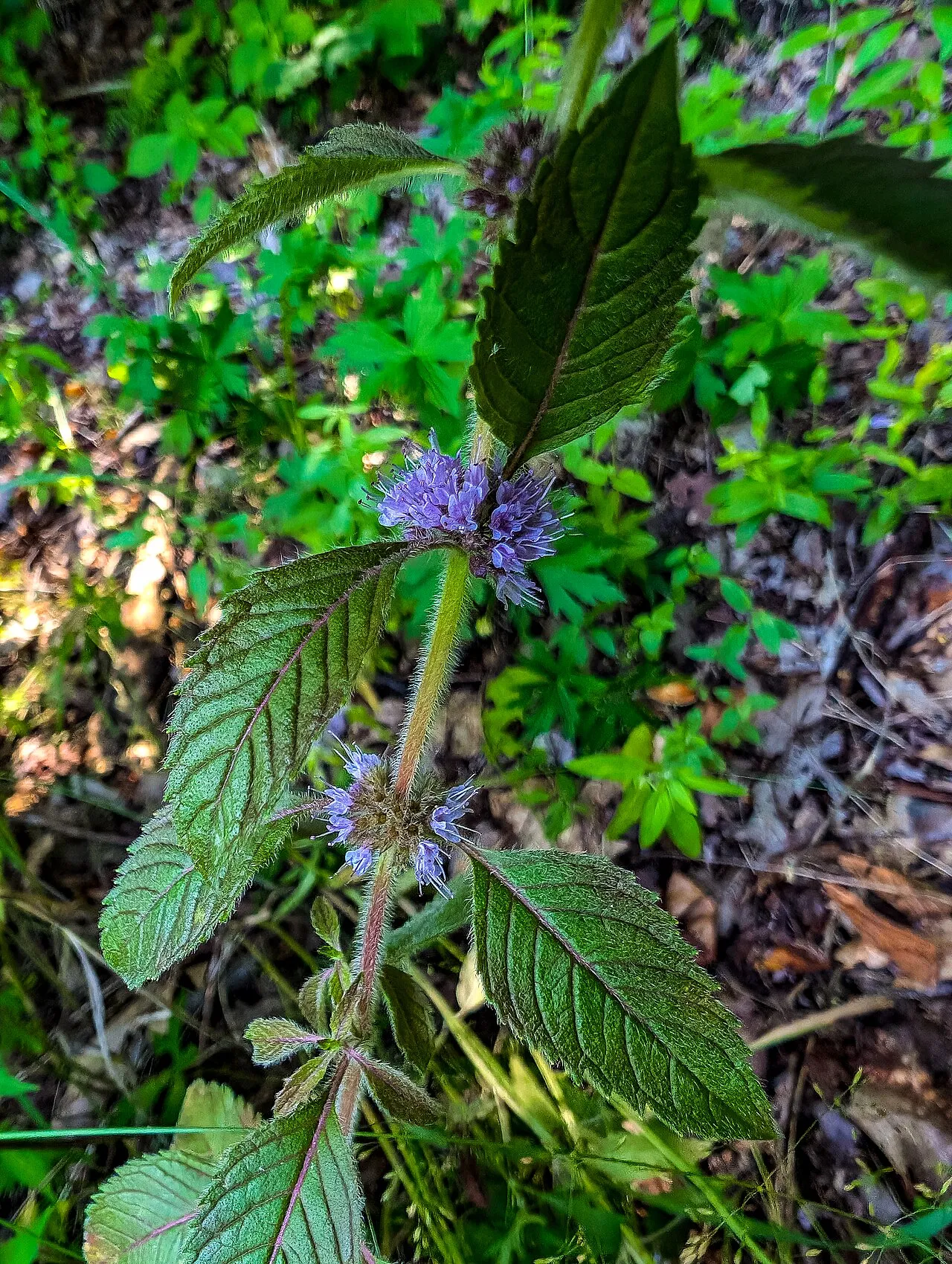 Flambeau River State Forest
