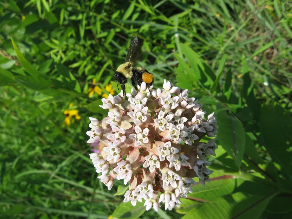 Prophetstown State Park
