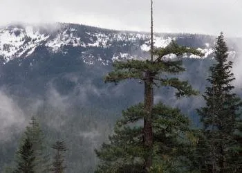 Millers Lane Campground