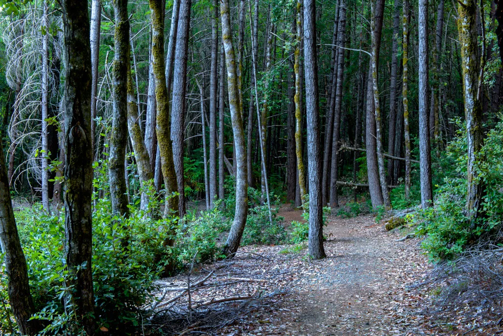 Standish-Hickey State Recreation Campground