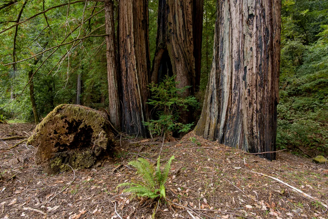 Benbow State Recreation Campground