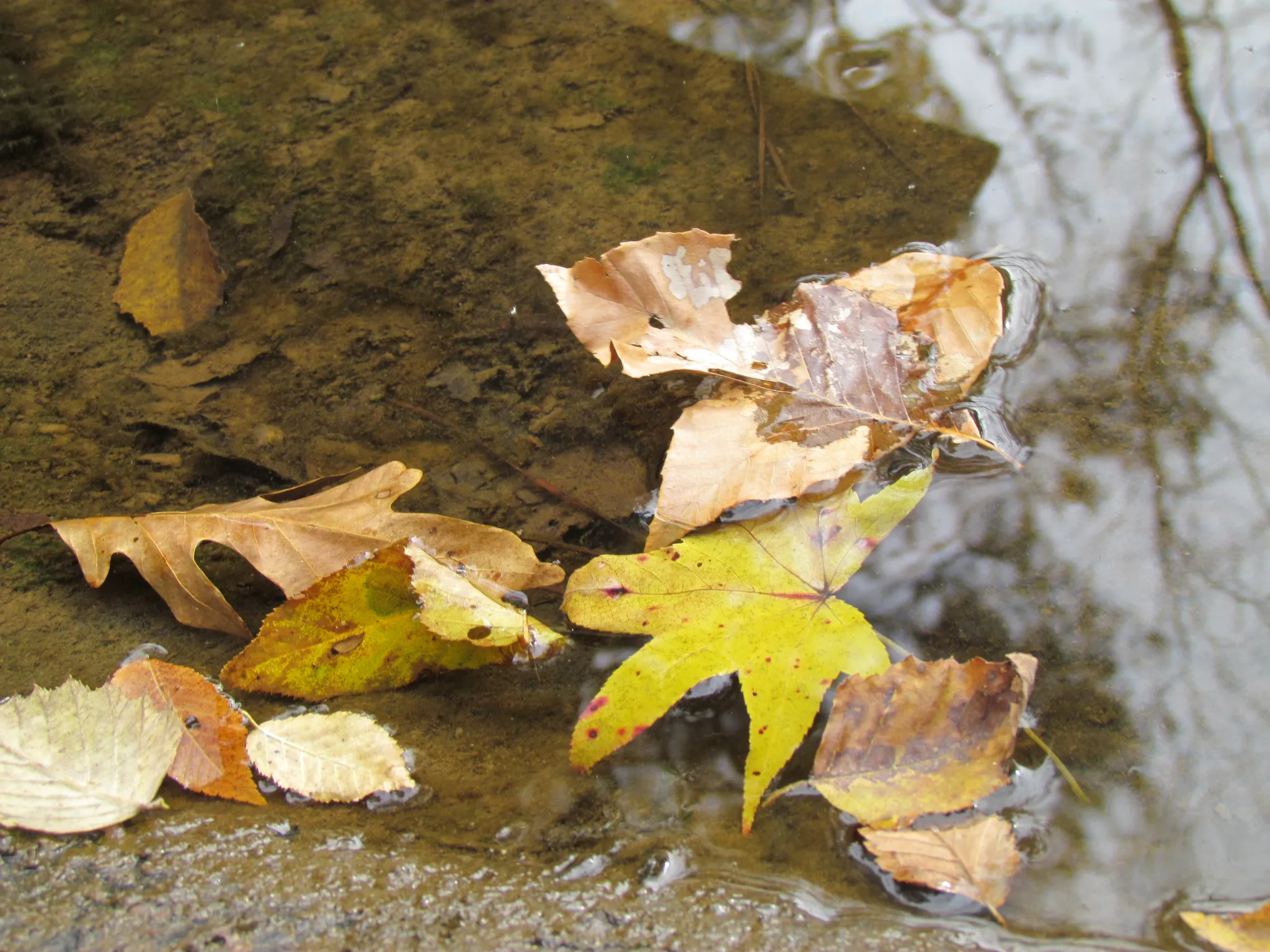 William B. Umstead State Park