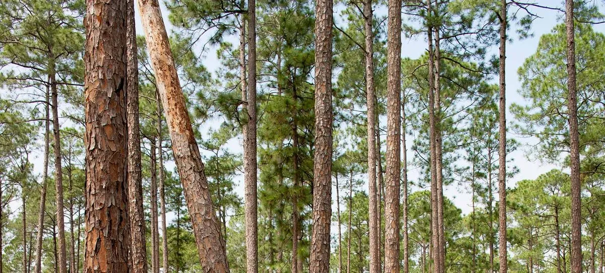 Martin Dies Jr. State Park