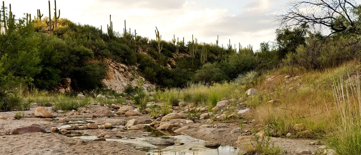 Ringtail Campground