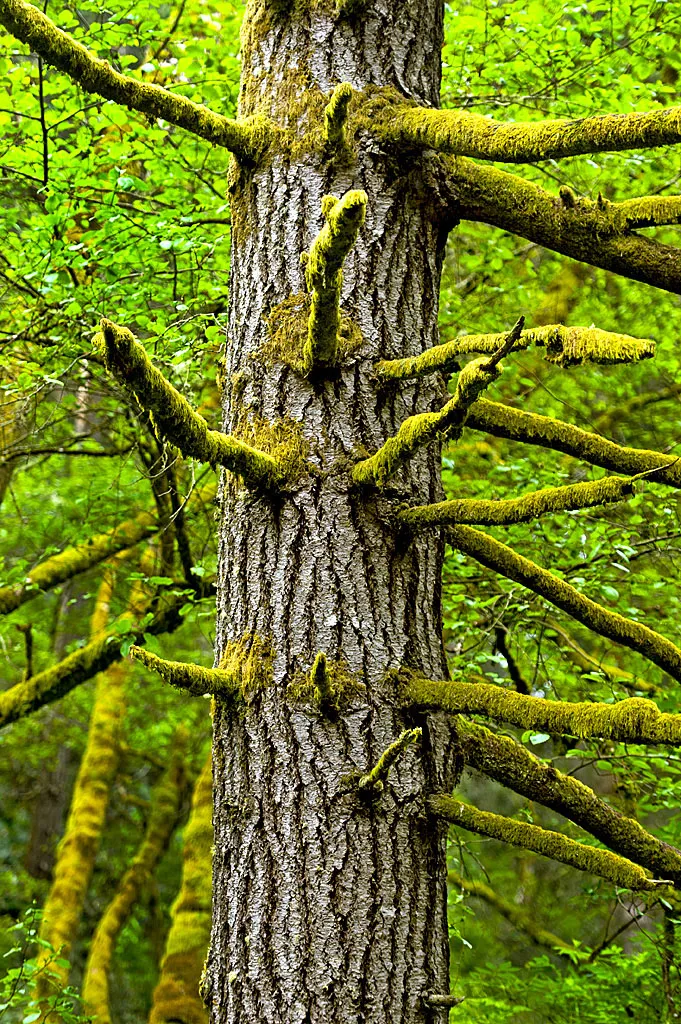Van Damme State Park Campground