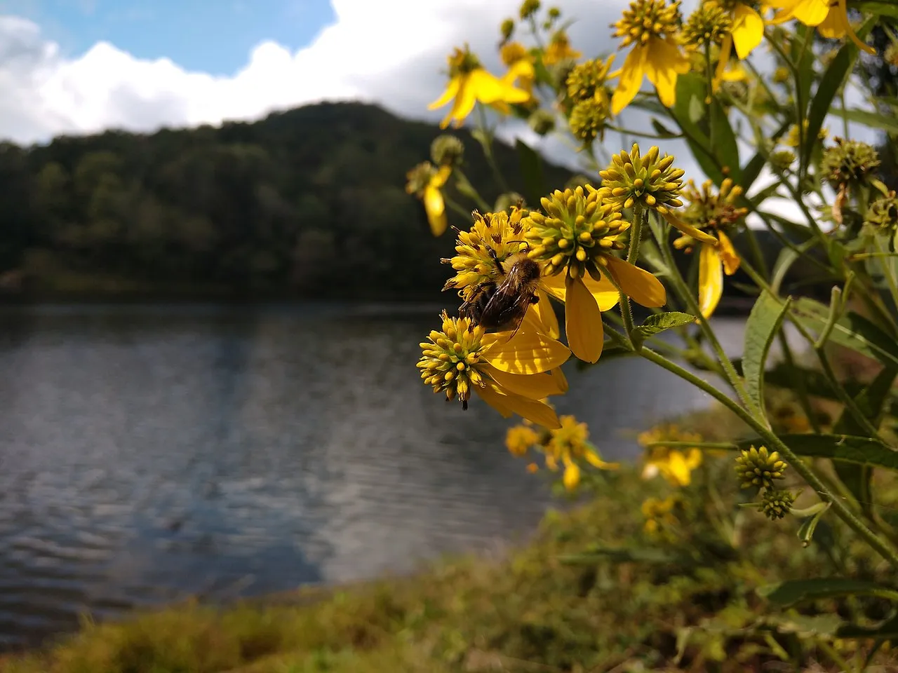 Tar Hollow Campground