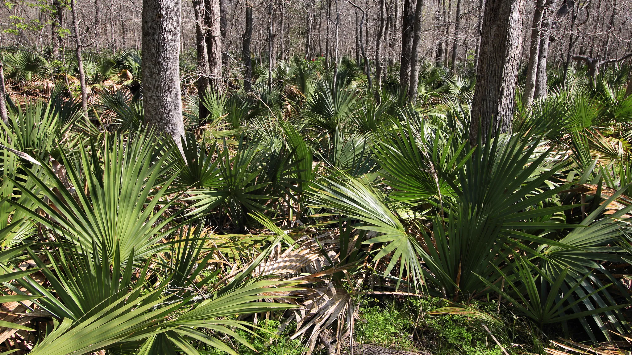Palmetto State Park