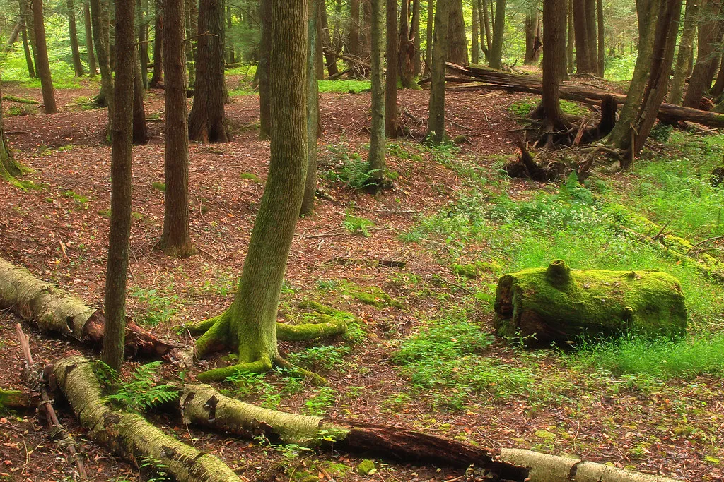 Hyner Run State Park