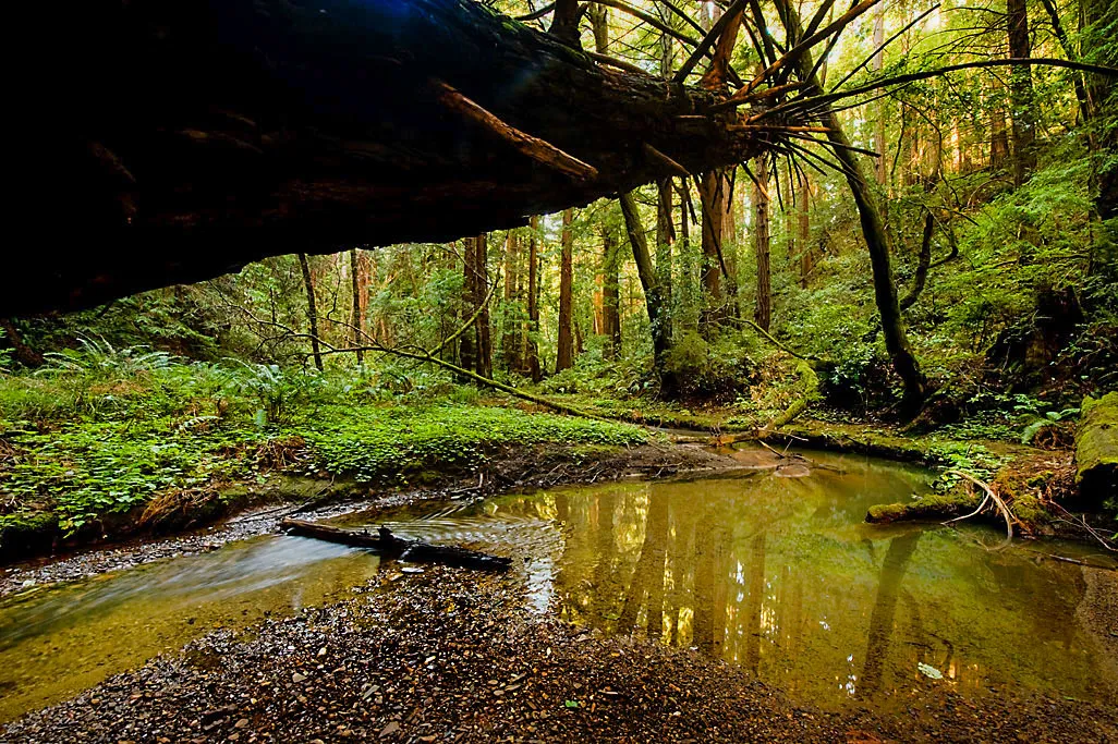 Butano Trail Campground