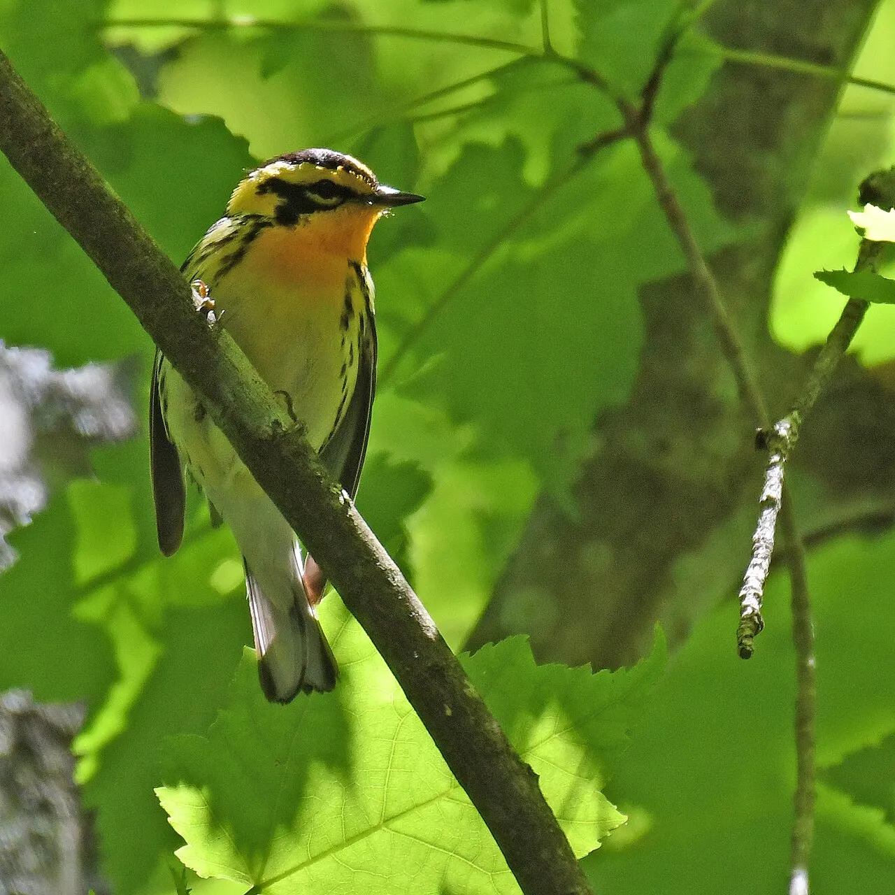 New Germany State Park