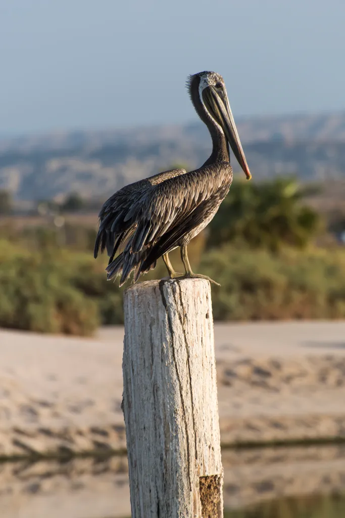 Salt Creek Beach Campground