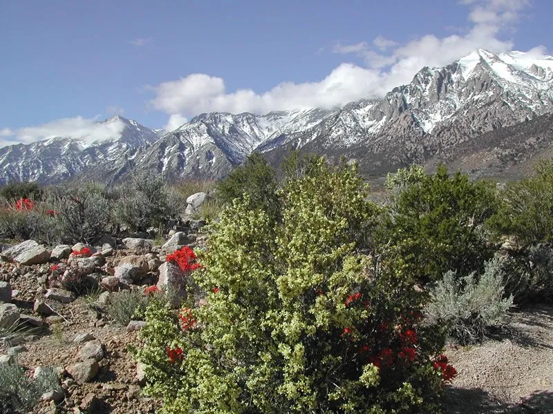 Bitterbrush Campground