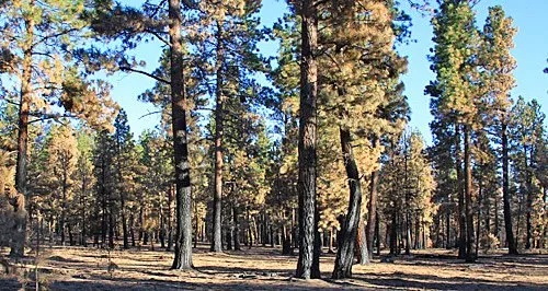 Salmon Meadows Campground