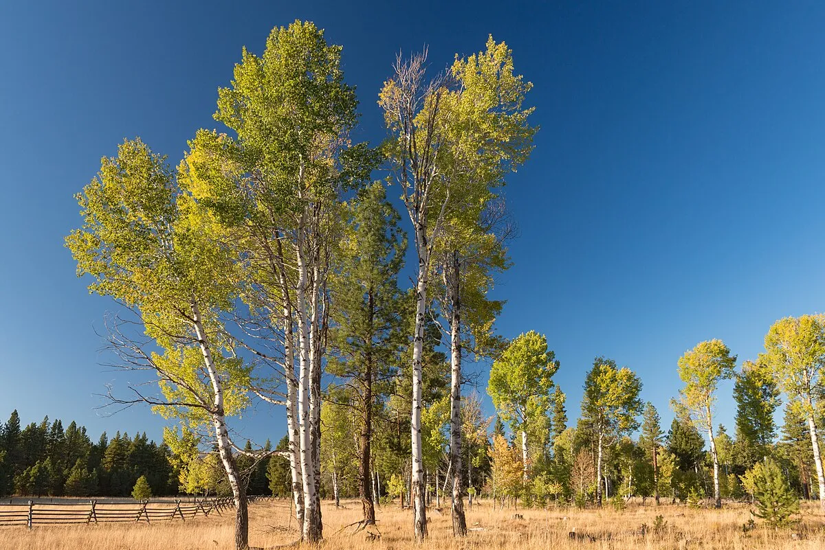 Big Creek Campground