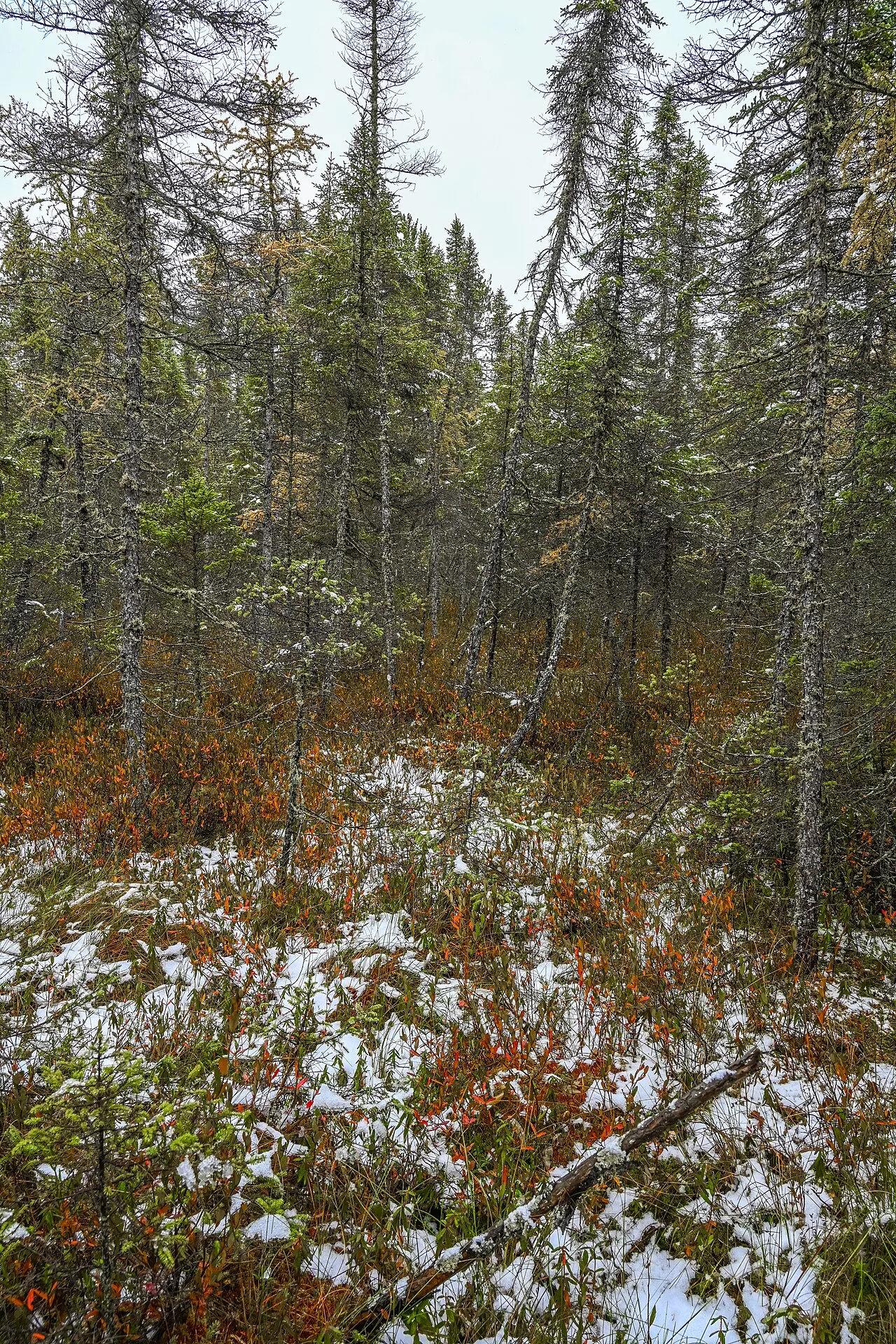 Northern Highland - American Legion State Forest