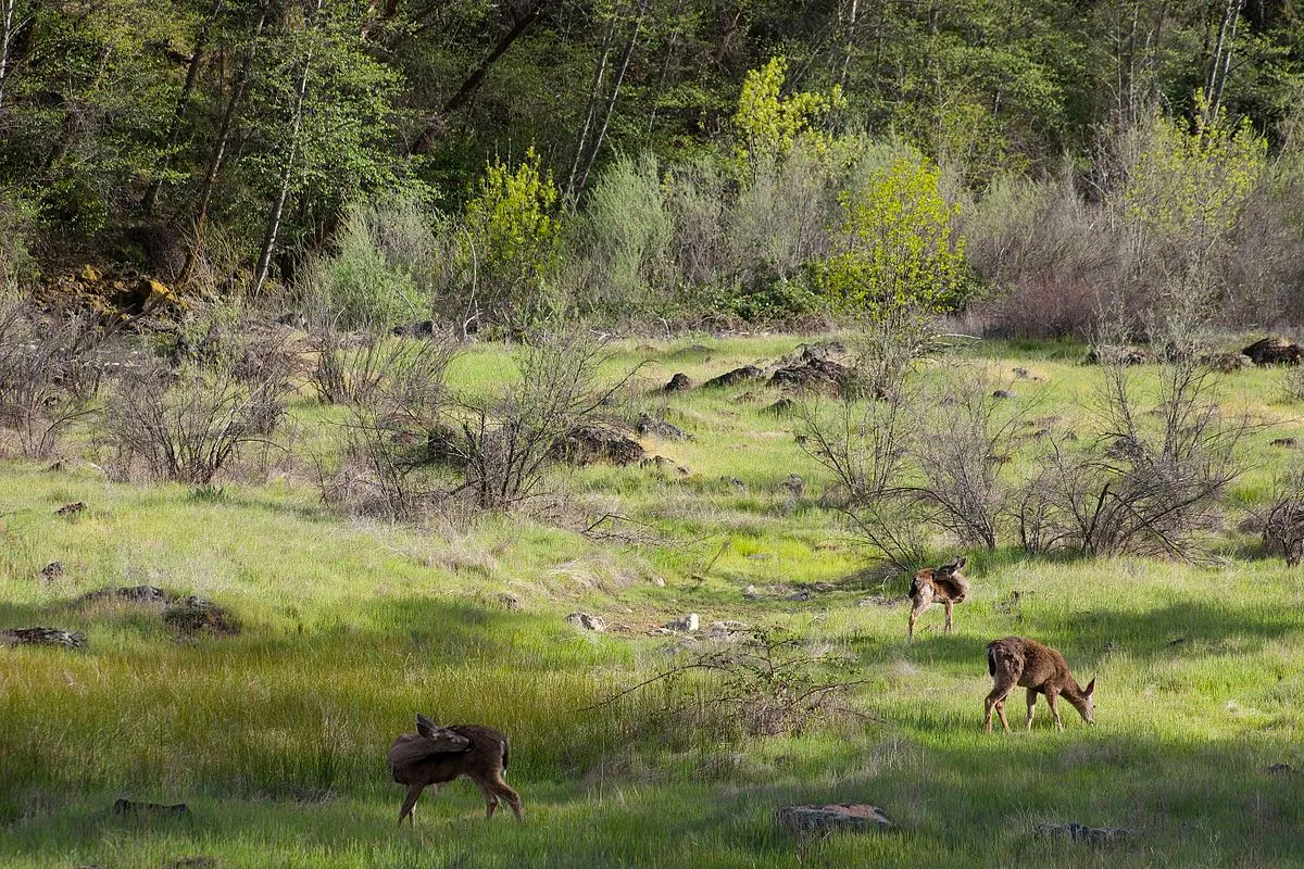 Trinity River Campground