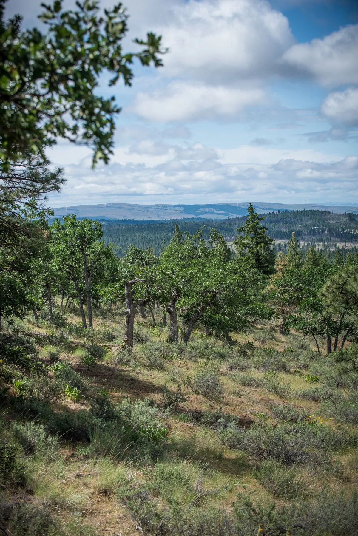Brooks Memorial State Park