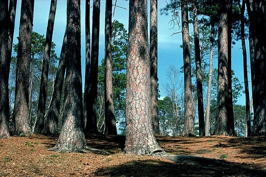 Bear Paw Campground