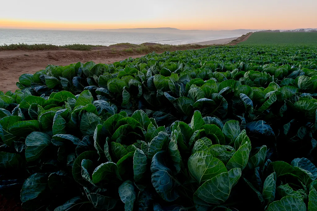 Manresa State Beach Campground