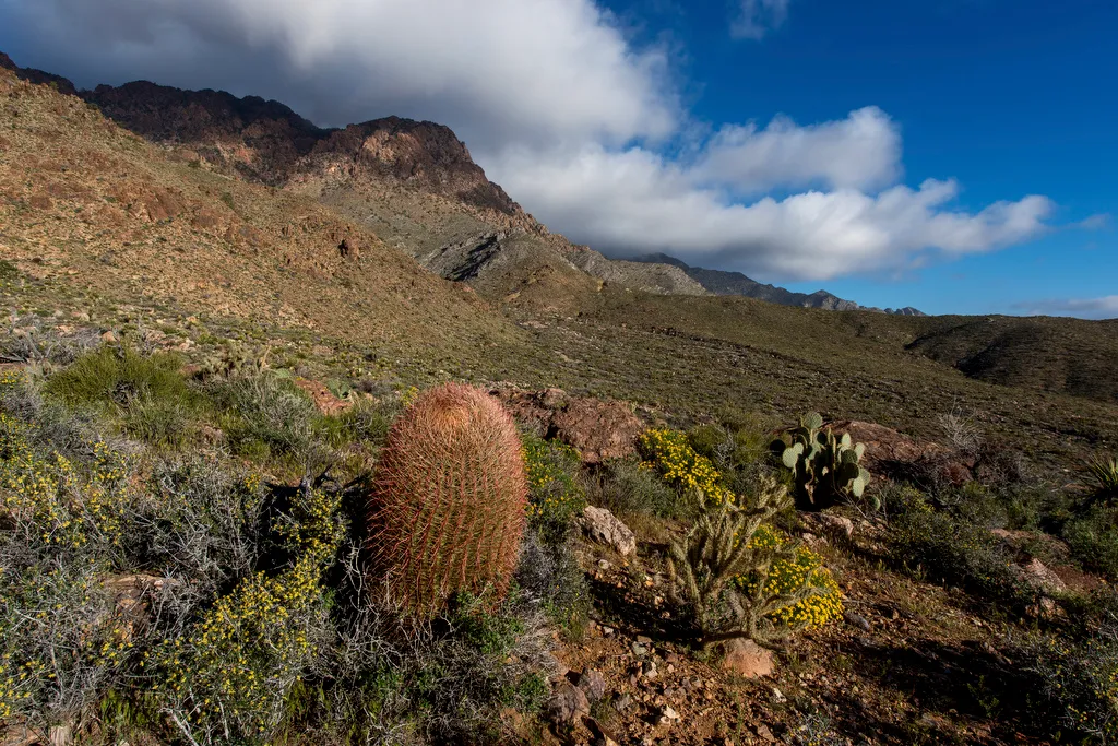 Providence Mountains State Recreation Campground