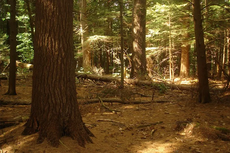Mohawk Trail State Forest