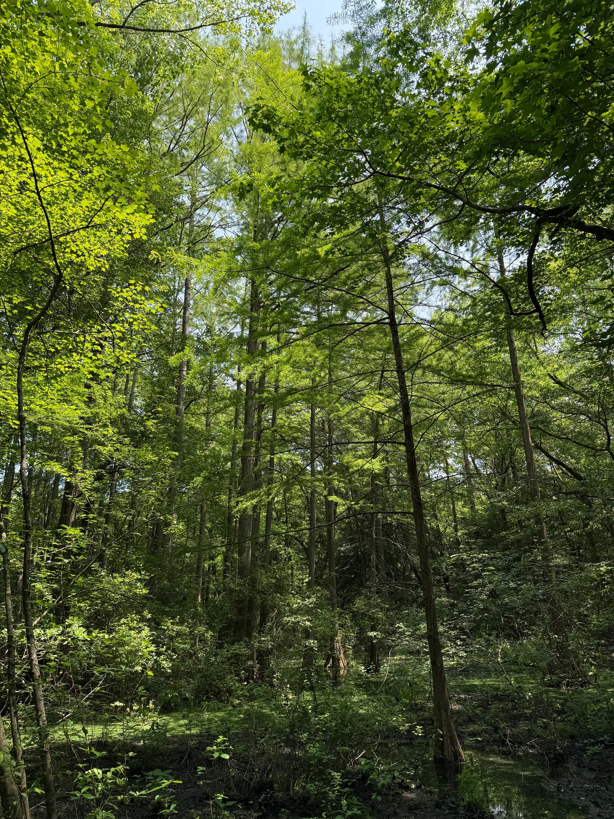 Trap Pond State Park
