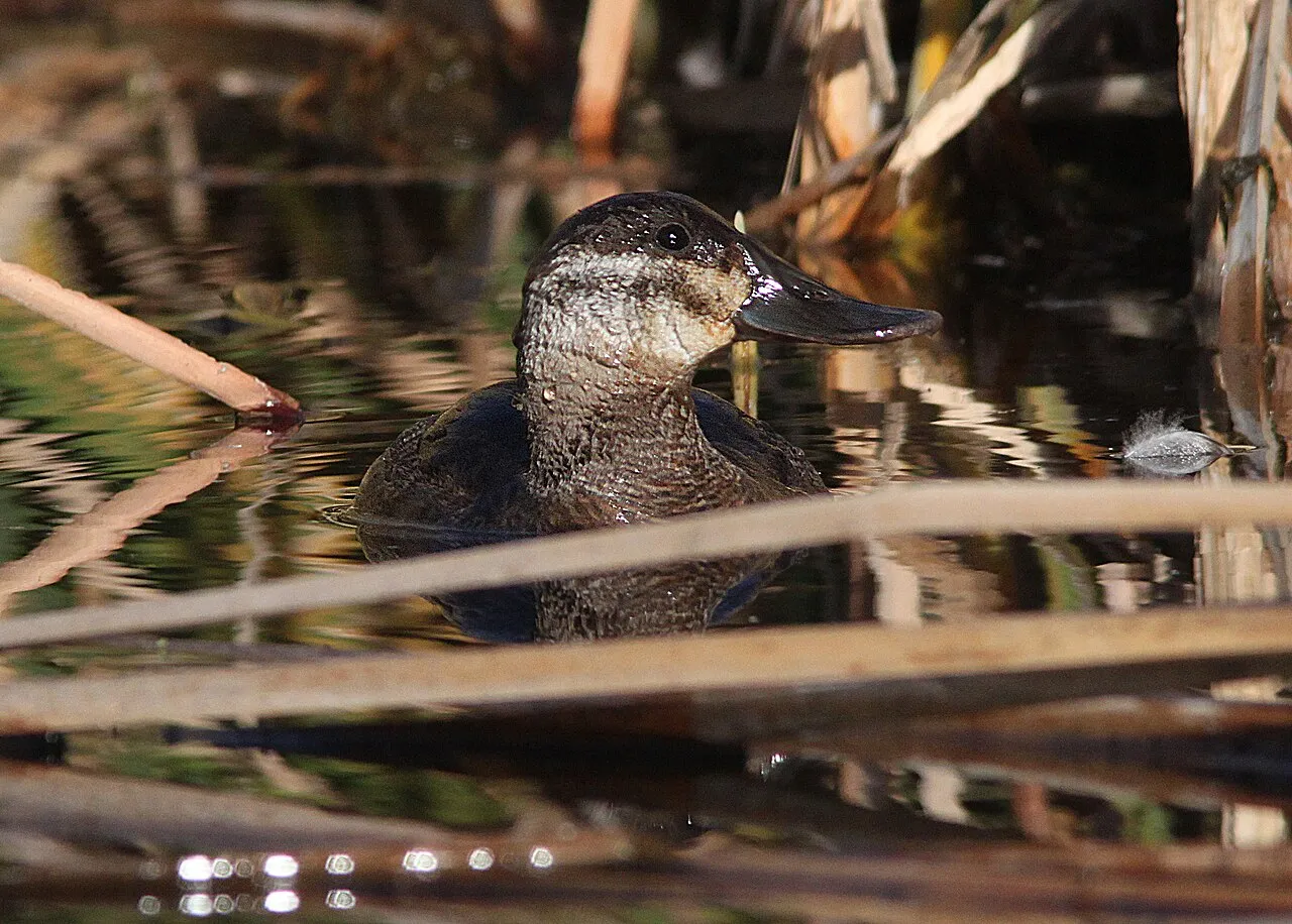Ruddy Duck Campground