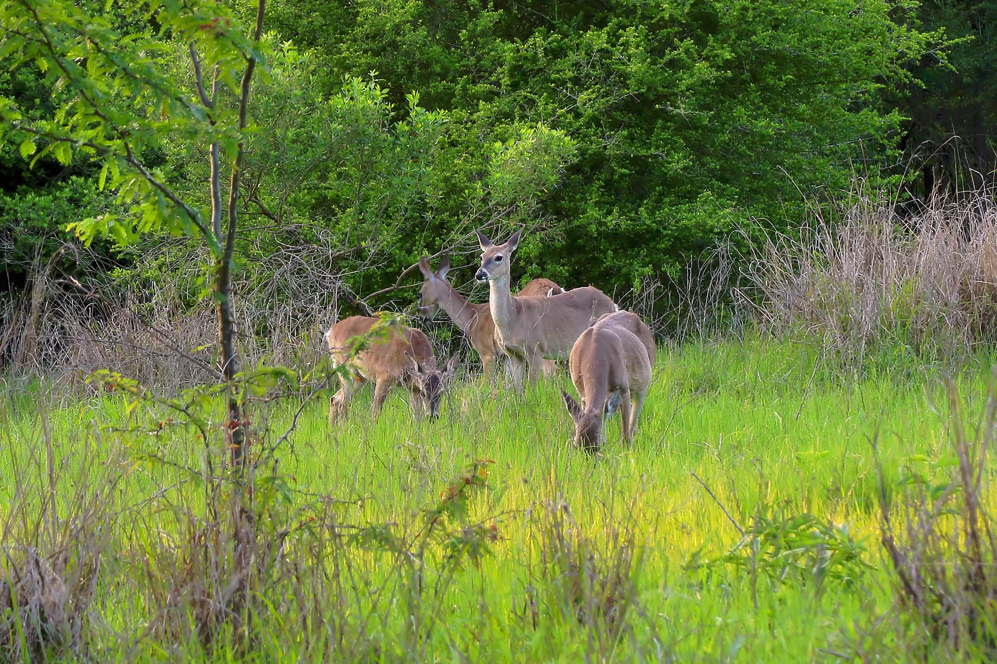 Martin Creek Lake State Park